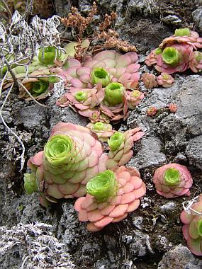 aeonium