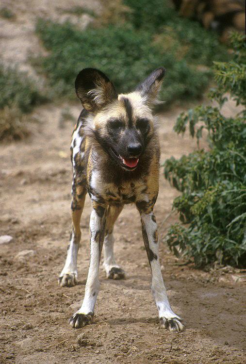 pes hyenovitý