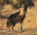 hyena čabraková
