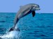 delfin1.jpg