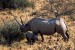 nosorožec dvourohý