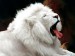 lev bílý